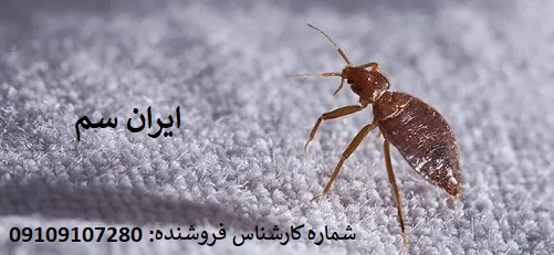 نابودی ساس با سم آلمانی