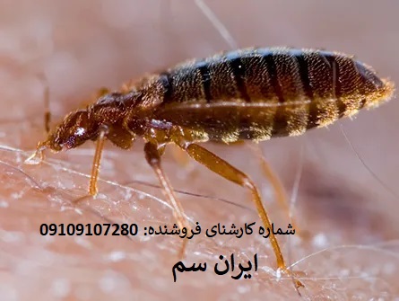 سم پپیرانا برای نابودی ساس
